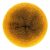 564 golden glowworm